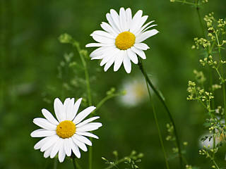 Grußkarte Gänseblümchen