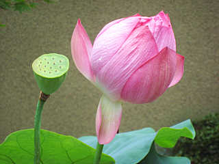 Lotus-Blüte