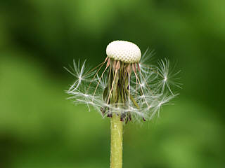 Grußkarten Pusteblume - Löwenzahn