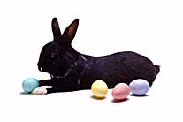 Osterhase