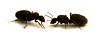 Ameisen, Insekten bekämpfen